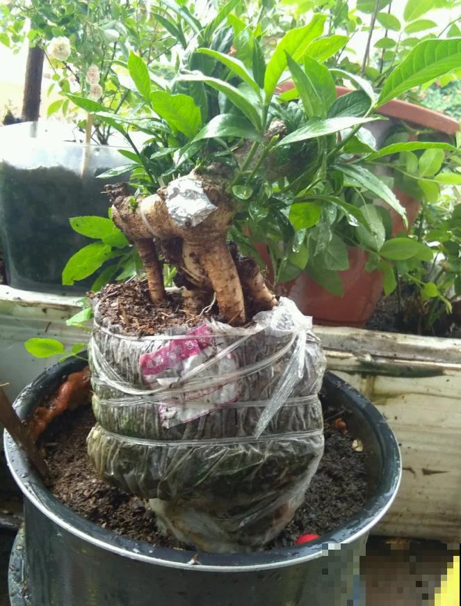 这种花就欠“拽”，没事拽拽根，变成老桩美到爆！