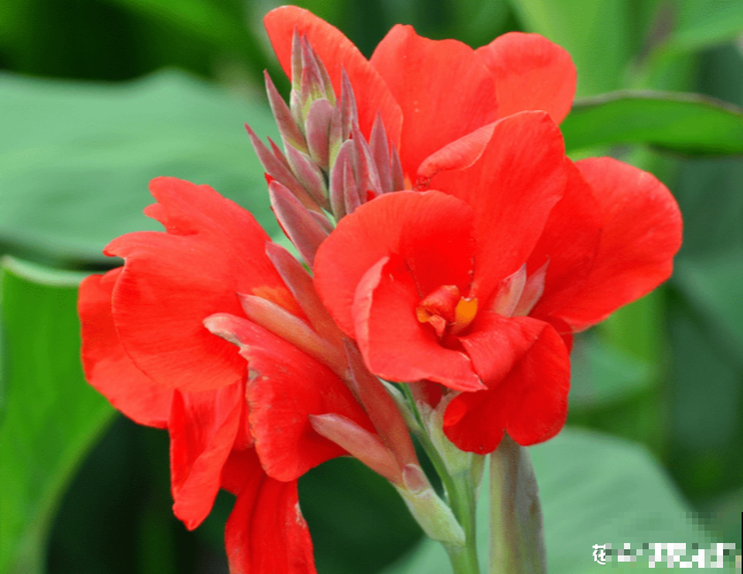 十一赏花图谱，看了啥花都认识，不用问别人！