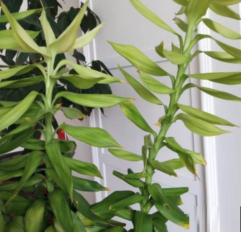 秋天富贵竹易黄叶,找准原因,翠绿一整秋! 秋天富贵竹易黄叶,找准原因,翠绿一整秋!