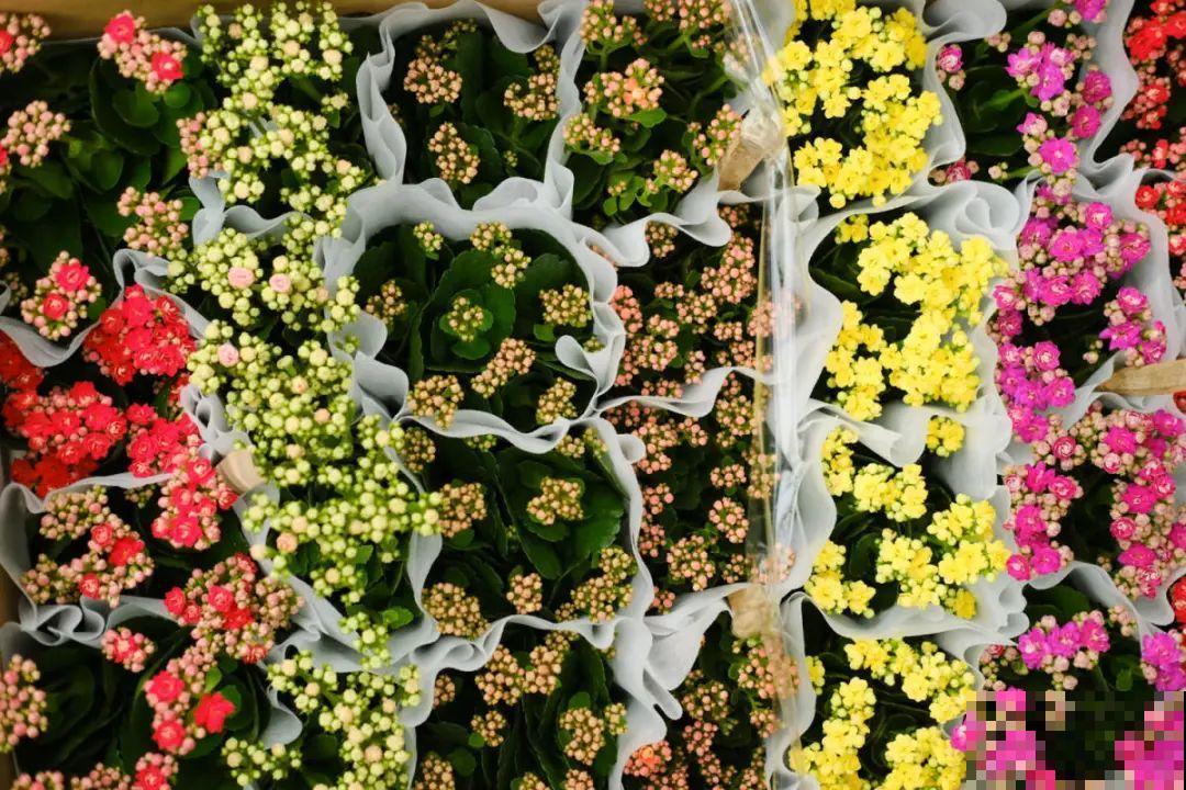 逛花市必买的花，十月入手刚刚好，不买亏大了！