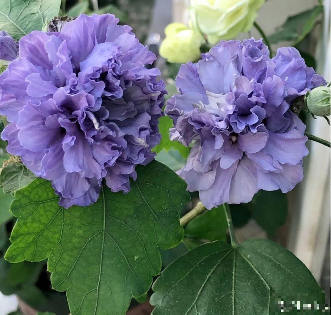 20种花特耐寒，放外面冻一冻，开花更多