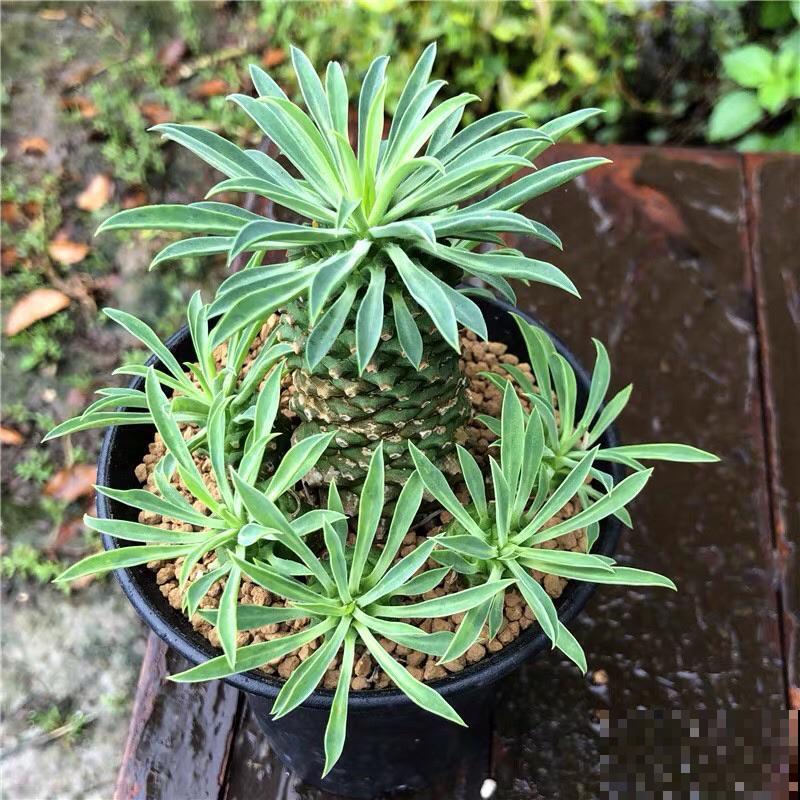 10种小众花，见过的人很少，养一盆特别有面子！