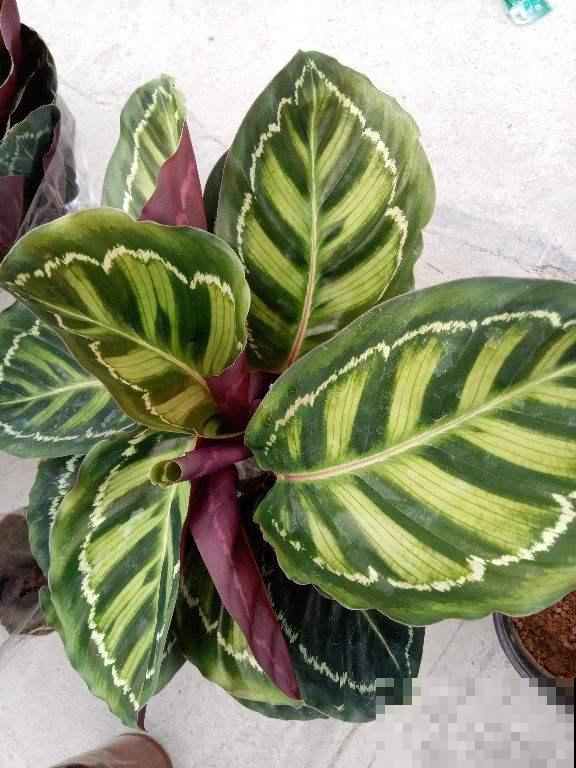 4种花，叶子比油画还要美，放在家里像艺术品