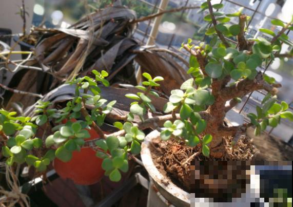 养金枝玉叶有讲究,掌握3个小窍门,太好养! 养金枝玉叶有讲究,掌握3个小窍门,太好养!