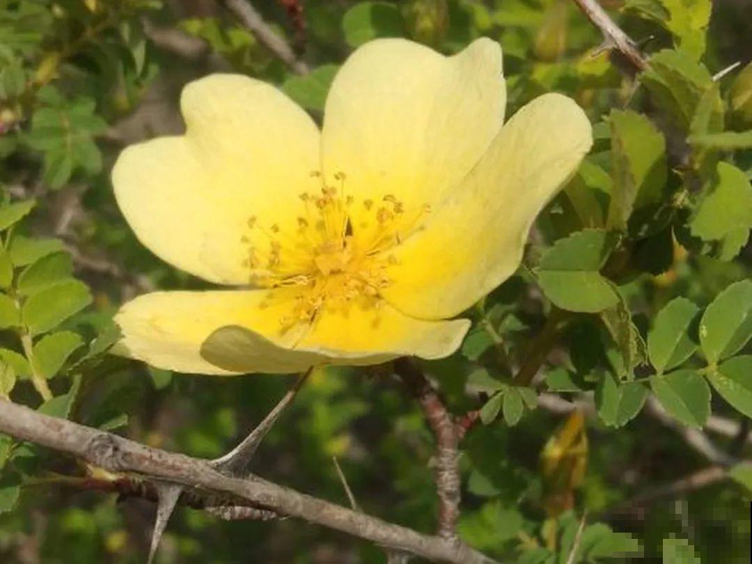 你在哪个城市，最适合养的花就是它！