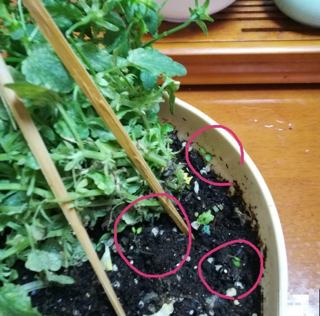 家里养了一盆“兔子花”，越冷越开花，呼呼开爆盆