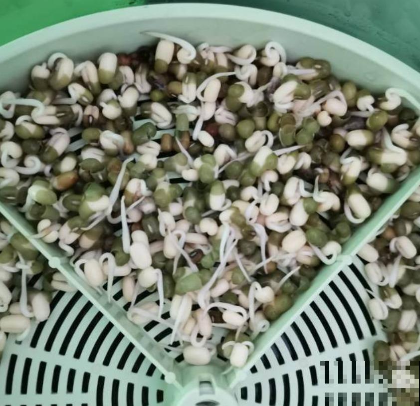 买的豆芽菜不放心？买点豆子自己生，1周就能下锅！