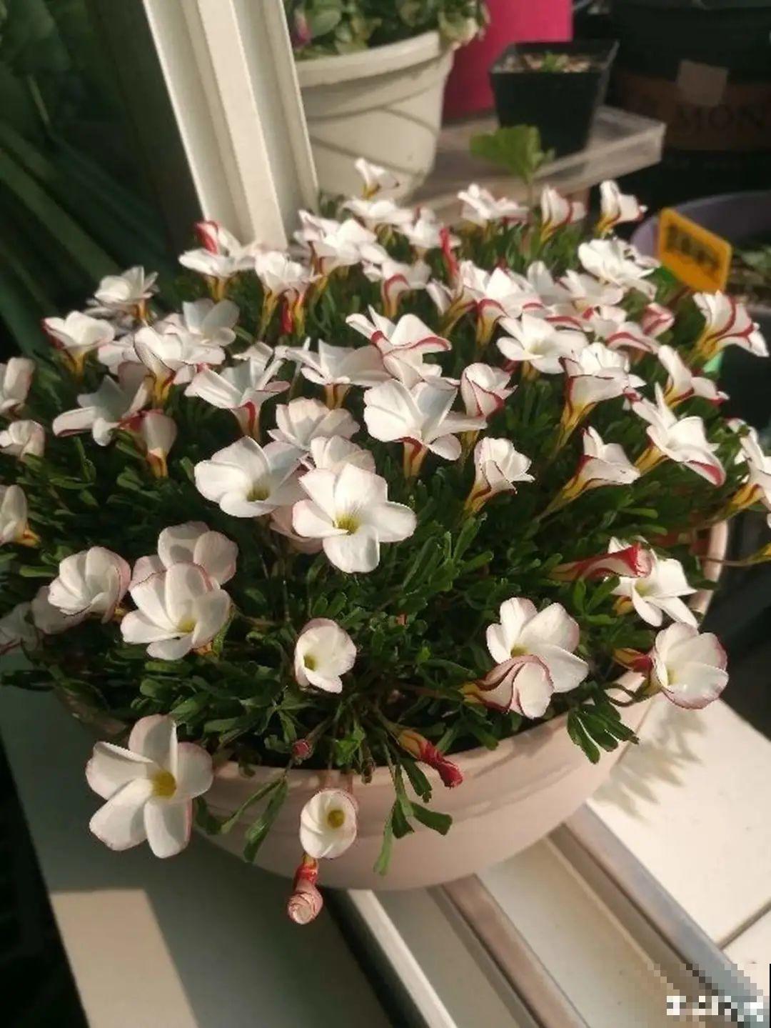 这种花特抗冻,不怕严寒,养死算我输! 这种花特抗冻,不怕严寒,养死算我输!