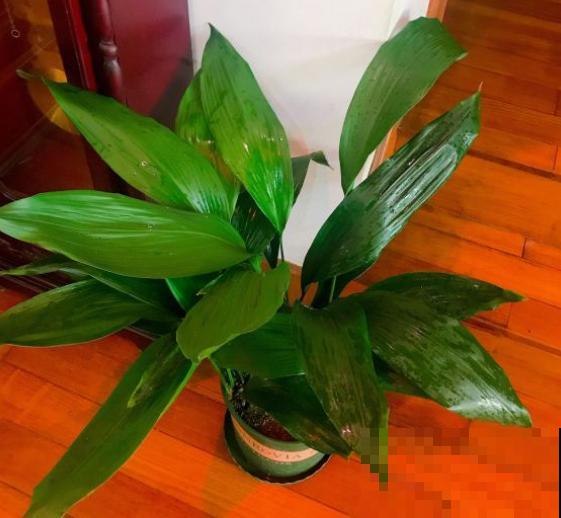 胜过绿萝的花卉，长这个样子，看过就爱上！