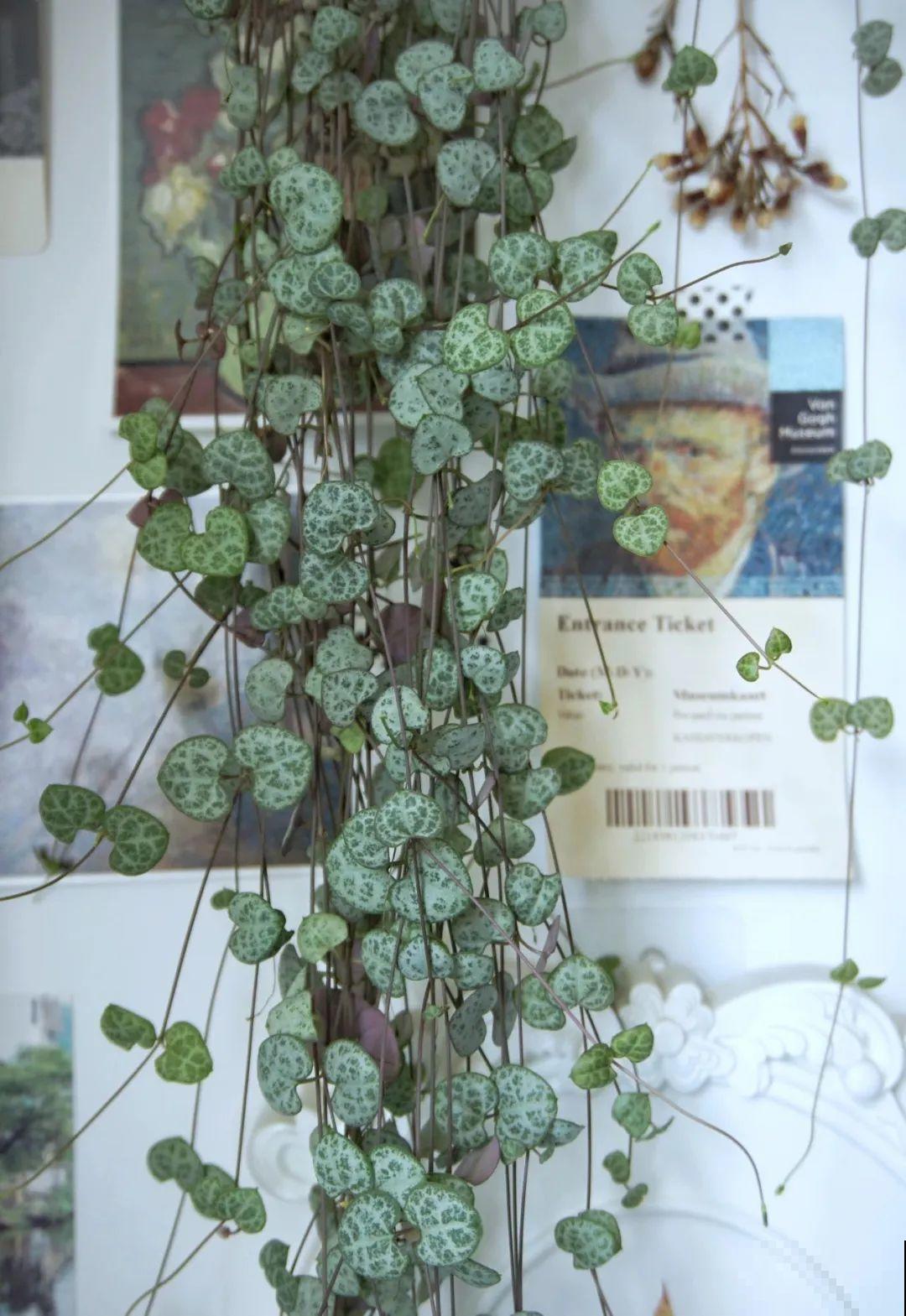 挂起来就能养的花,开花多不占地儿,家里能养100盆! 挂起来就能养的花,开花多不占地儿,家里能养100盆!