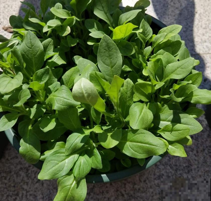 秋冬阳台种菠菜,抗寒又好养,改善伙食种一波儿! 秋冬阳台种菠菜,抗寒又好养,改善伙食种一波儿!