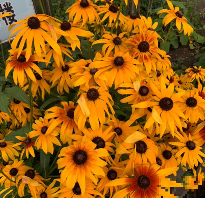 黑心菊特漂亮，院子里种一片黑心菊，太壮观！