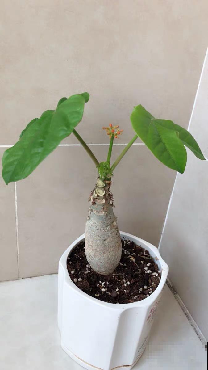 10种小众花，见过的人很少，养一盆特别有面子！