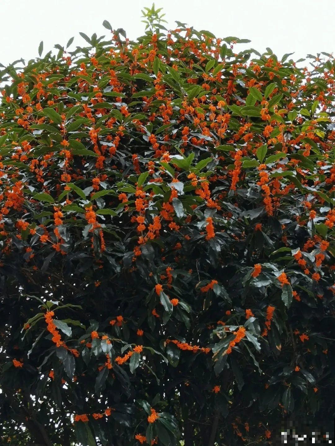 50年的桂花树,卖了5万块钱,大家觉得值吗? 50年的桂花树,卖了5万块钱,大家觉得值吗?