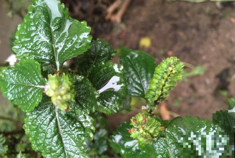 紫苏是个好东西，能吃能入药，当成绿植也很美观！