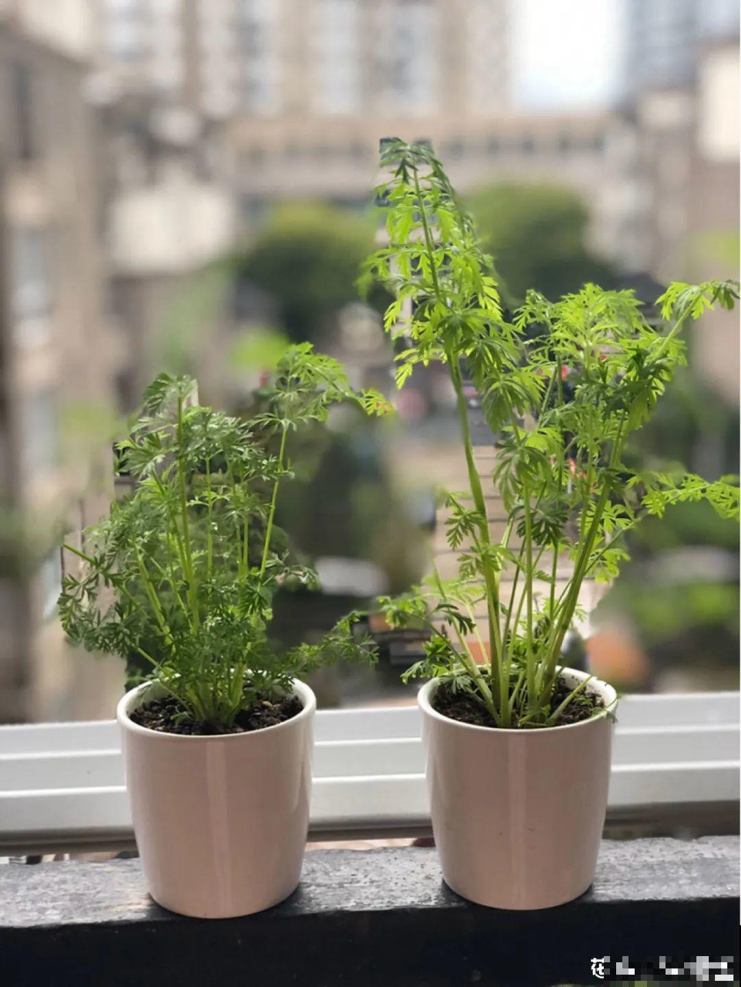 人参萝卜开花了,我种的花,都是这么奇奇怪怪! 人参萝卜开花了,我种的花,都是这么奇奇怪怪!