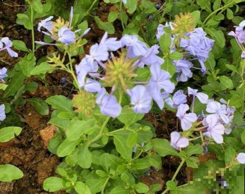 花卉保温有妙招,动一动小手,再降温也不怕! 花卉保温有妙招,动一动小手,再降温也不怕!