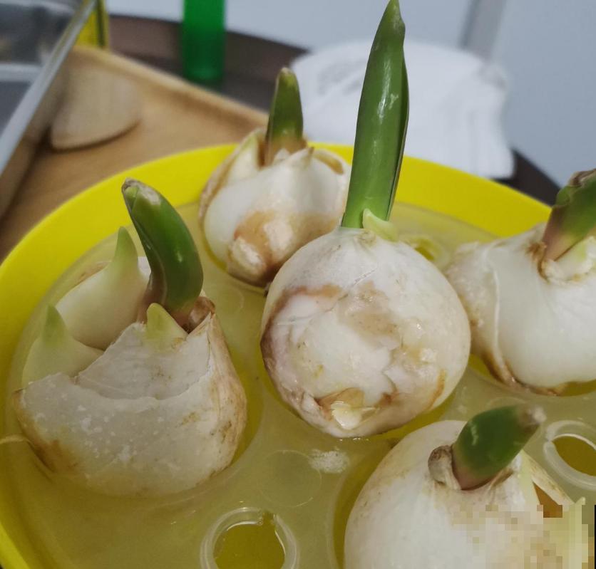 郁金香，大气又可爱，闻多了会“上头”！