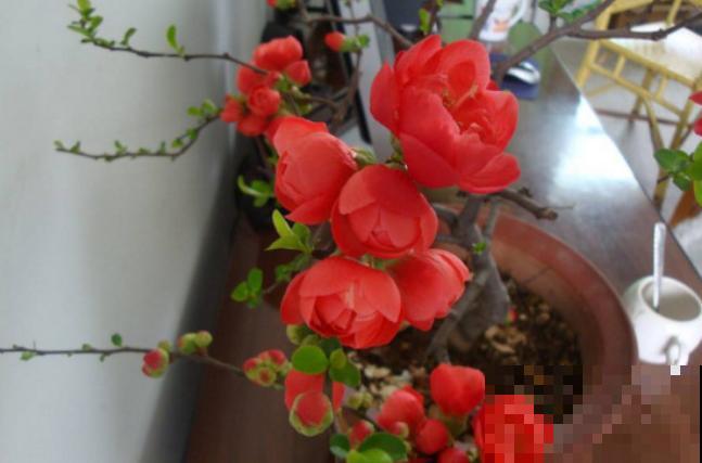 天凉了，9种花不能修剪，剪了以后不开花！