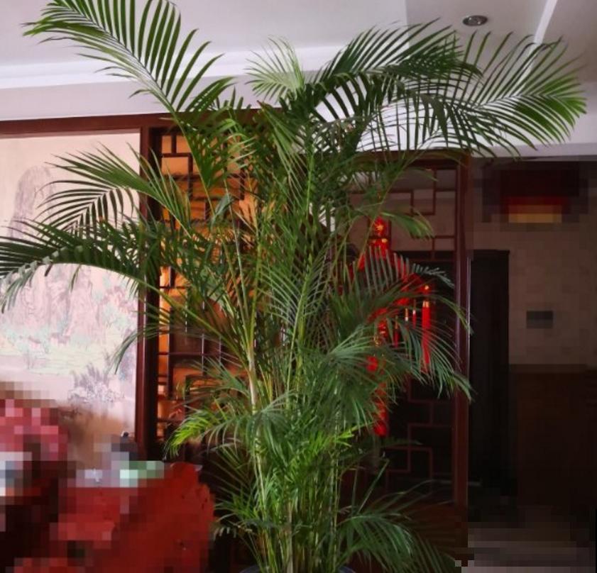 这2种大型绿植,秋天入手,整年无忧,好看! 这2种大型绿植,秋天入手,整年无忧,好看!