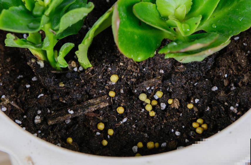 缓释肥要这么用,注意这3点,蹭蹭爆盆! 缓释肥要这么用,注意这3点,蹭蹭爆盆!