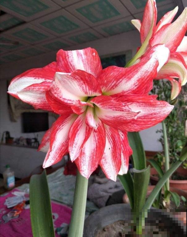 秋天养沙漠玫瑰，开花更多，俩月不浇水照常生长