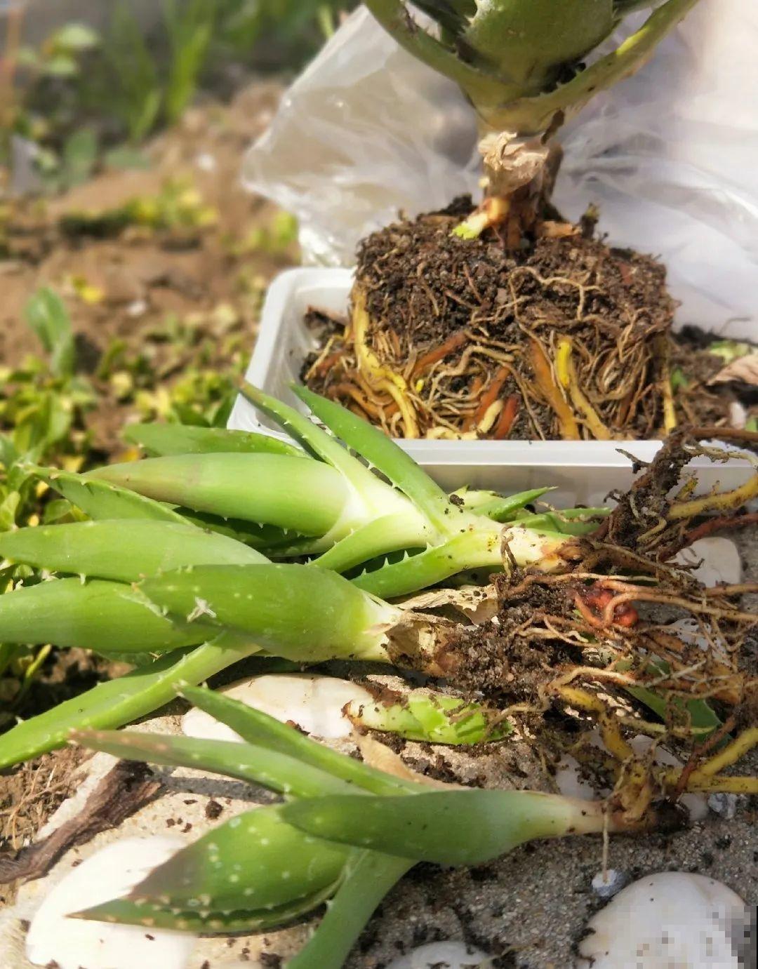 花上长了这个,再不换盆,就要憋死了! 花上长了这个,再不换盆,就要憋死了!