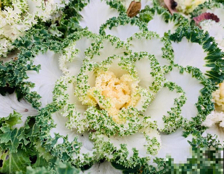 最适合院子种的花,皮实耐寒花期长,好养死不了! 最适合院子种的花,皮实耐寒花期长,好养死不了!