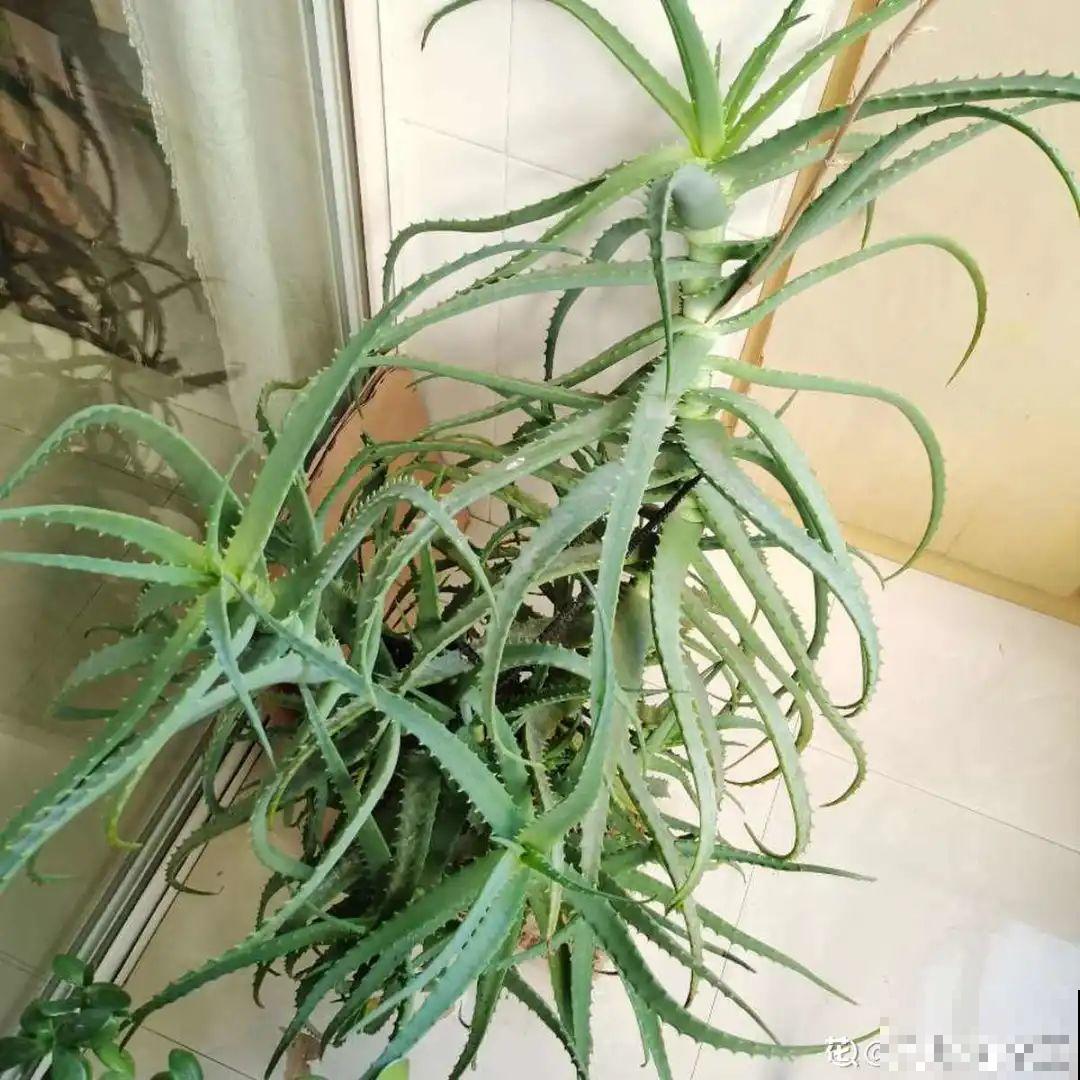 这种花特抗冻,不怕严寒,养死算我输! 这种花特抗冻,不怕严寒,养死算我输!