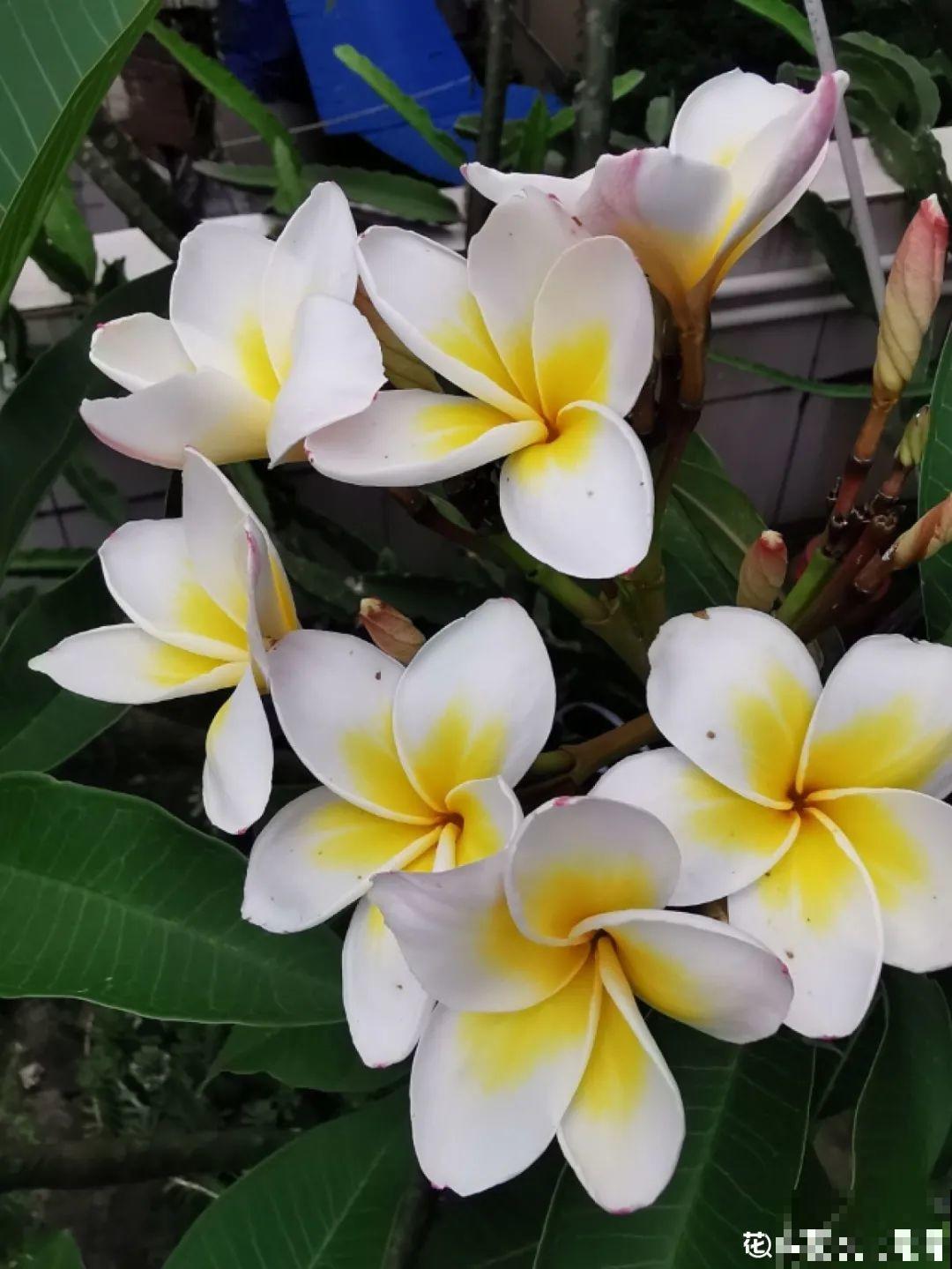 十一赏花图谱，看了啥花都认识，不用问别人！