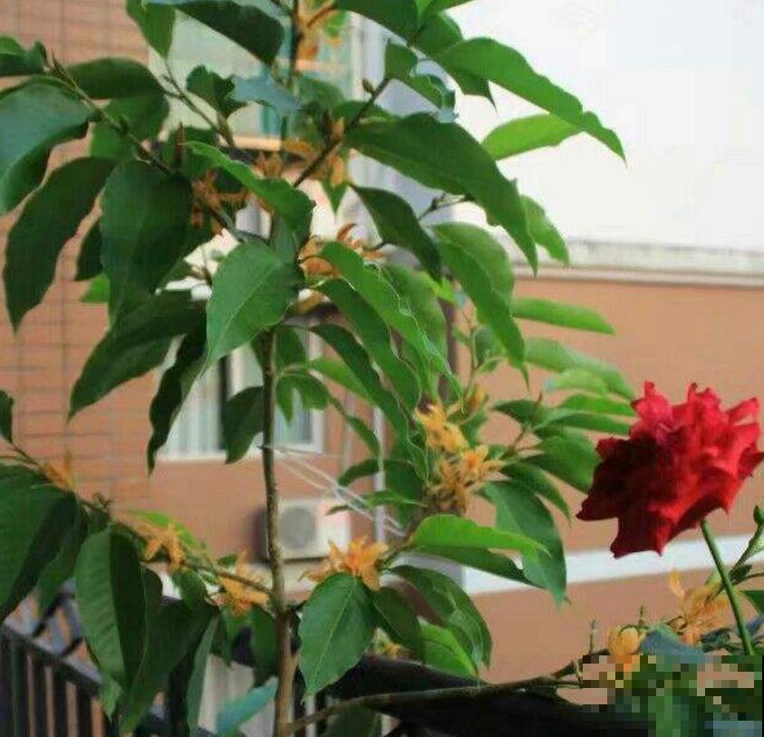 黄角兰特好闻,院子里种一棵,香飘十里! 黄角兰特好闻,院子里种一棵,香飘十里!