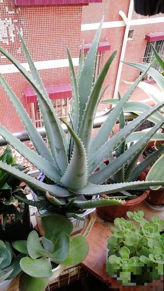 10大受欢迎绿植,你家养了几种? 10大受欢迎绿植,你家养了几种?