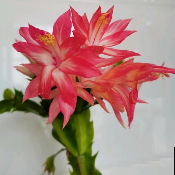 3种花不能总浇水，浇水越多越坏事，快停下来！