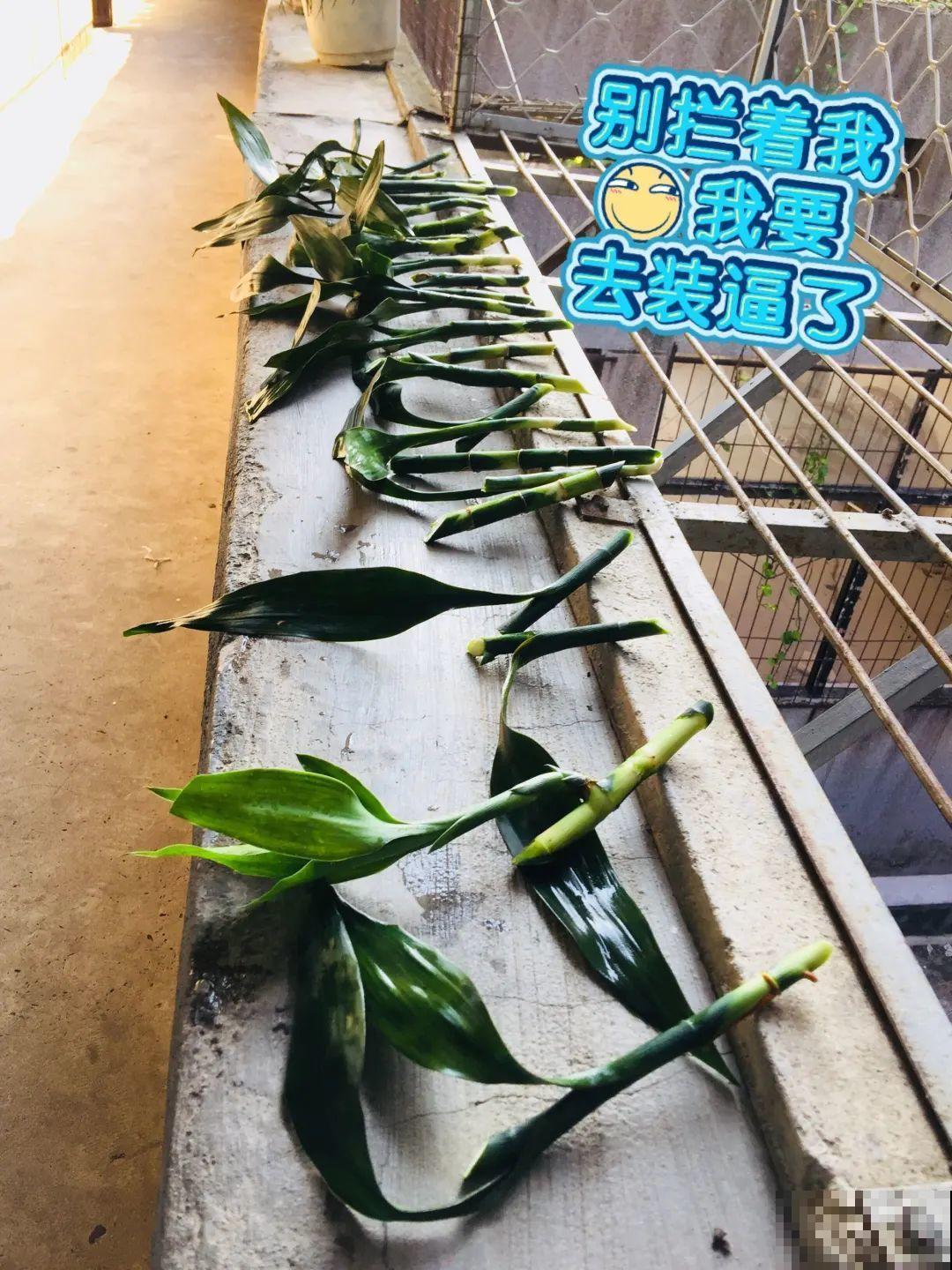 这花10块钱买一大把，丢水里冒出萝卜根，太好养！