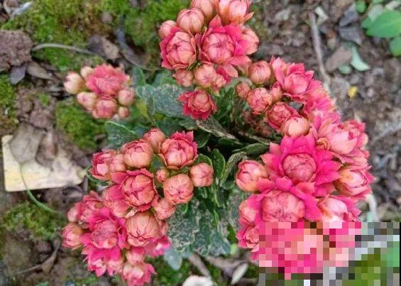 长寿还是地栽长得肥，皮实好养，满头都是花苞