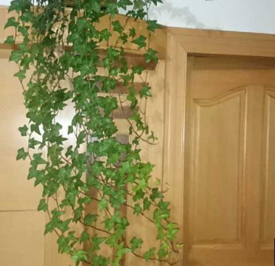 你家卫生间缺点啥？当然是吸臭花，祛味、杀菌超棒！