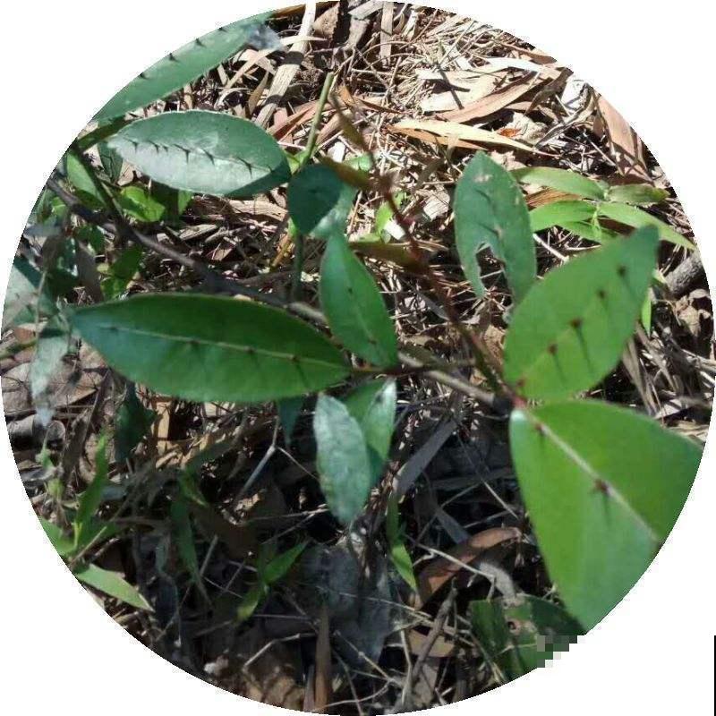 中草药两面针,药用价值极高,常常被看成野草! 中草药两面针,药用价值极高,常常被看成野草!