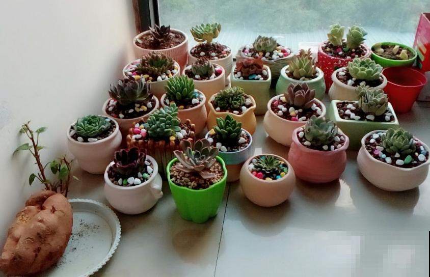 多肉配土有讲究，灵活调配比例，不能“死搬教条”！