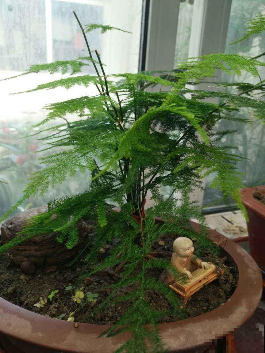 暖气一来，3种花要是再不喷水，就要干成枯草了