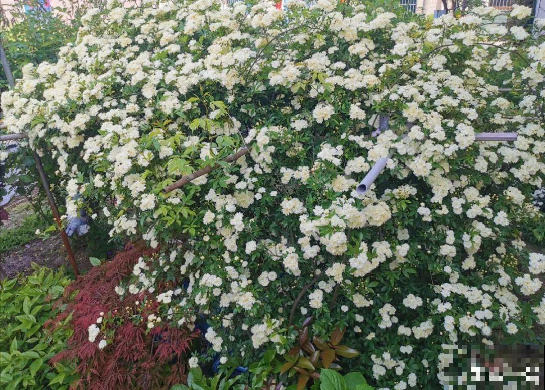 50年的桂花树,卖了5万块钱,大家觉得值吗? 50年的桂花树,卖了5万块钱,大家觉得值吗?