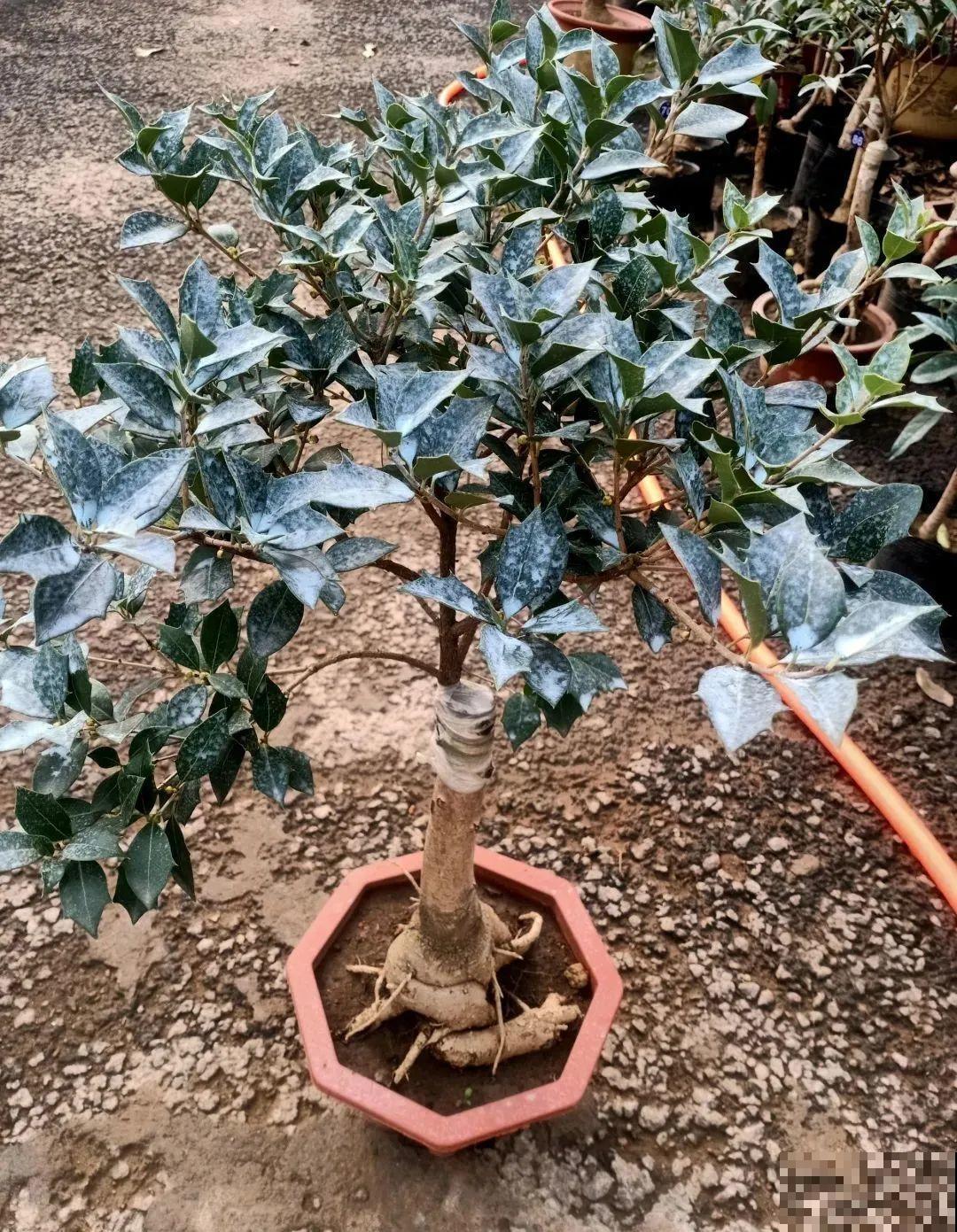 这种花就欠“拽”，没事拽拽根，变成老桩美到爆！