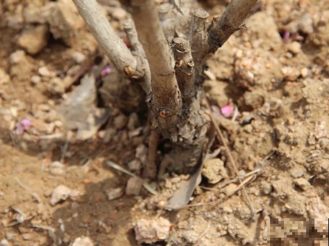 10种耐寒花，提前开始养，过冬无压力！