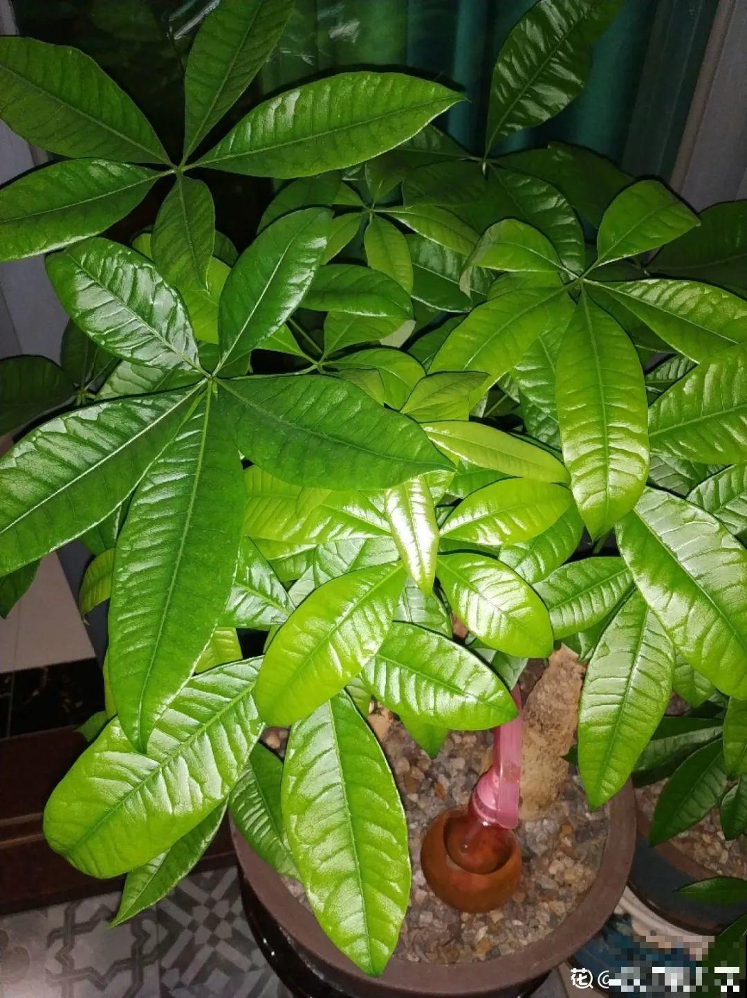 再穷也要养长寿花，寓意好、开花美，养人又养家！