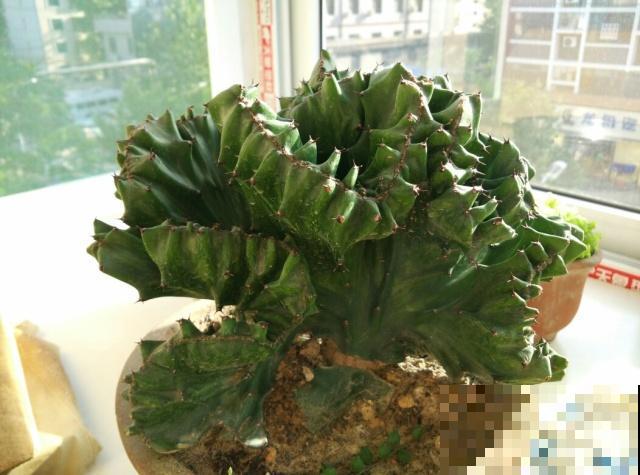 这5种植物，越长越丑，为什么很多人都喜欢养？