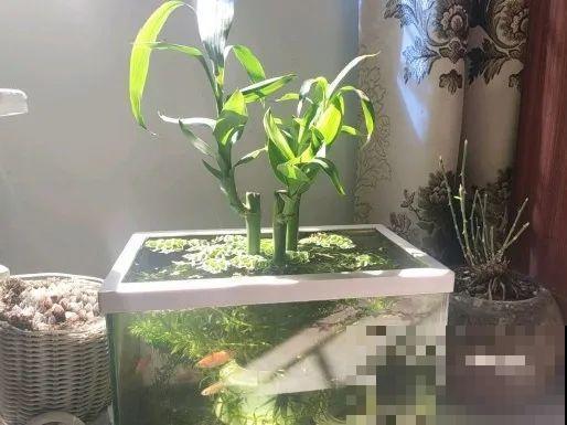 朋友送的富贵竹，长了快3米高，家里快放不下了