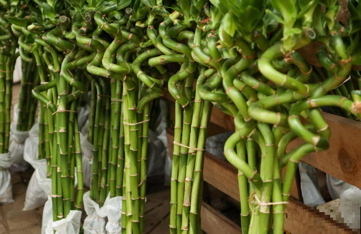 富贵竹开花你见过吗？很美很仙，神似曼珠沙华！