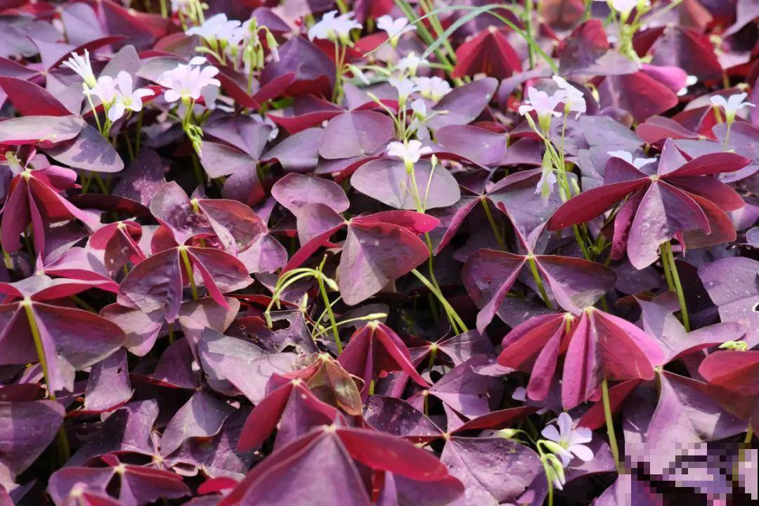 逛花市必买的花，十月入手刚刚好，不买亏大了！