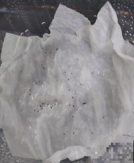 碧光环很好养，扔一把种子就能长，嗖嗖的！