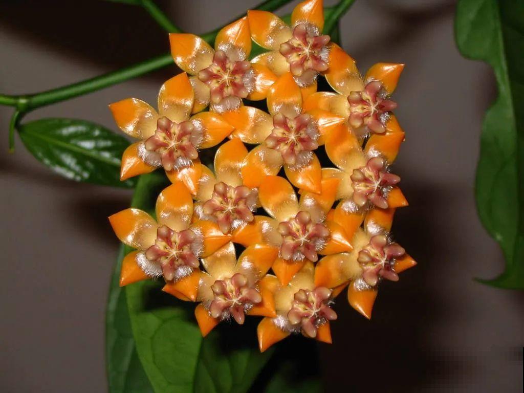 想省心就养这些花,没有病虫害,就爱开花! 想省心就养这些花,没有病虫害,就爱开花!