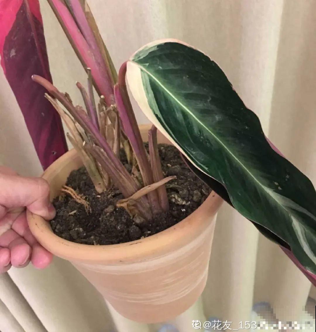 300块钱的花，一个没注意，一周掉成光杆司令
